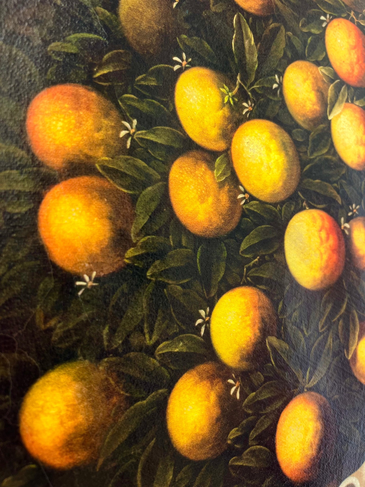 Frame Arance a Limone